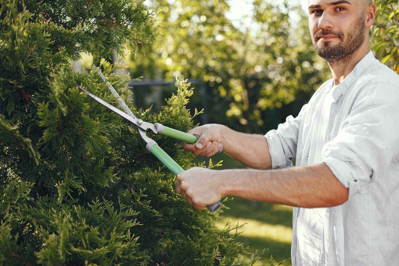 Best Arborist Services Near Me  in Alvarado, TX